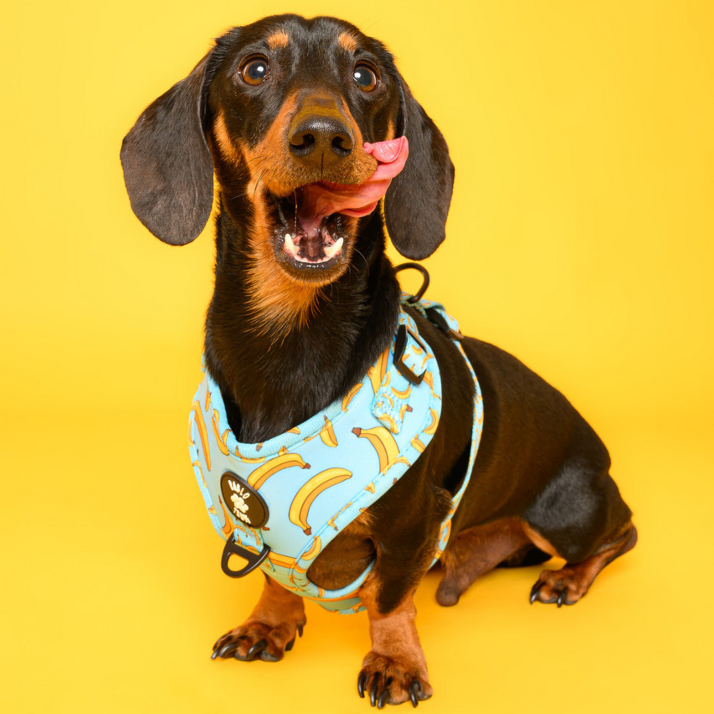 Harnesses