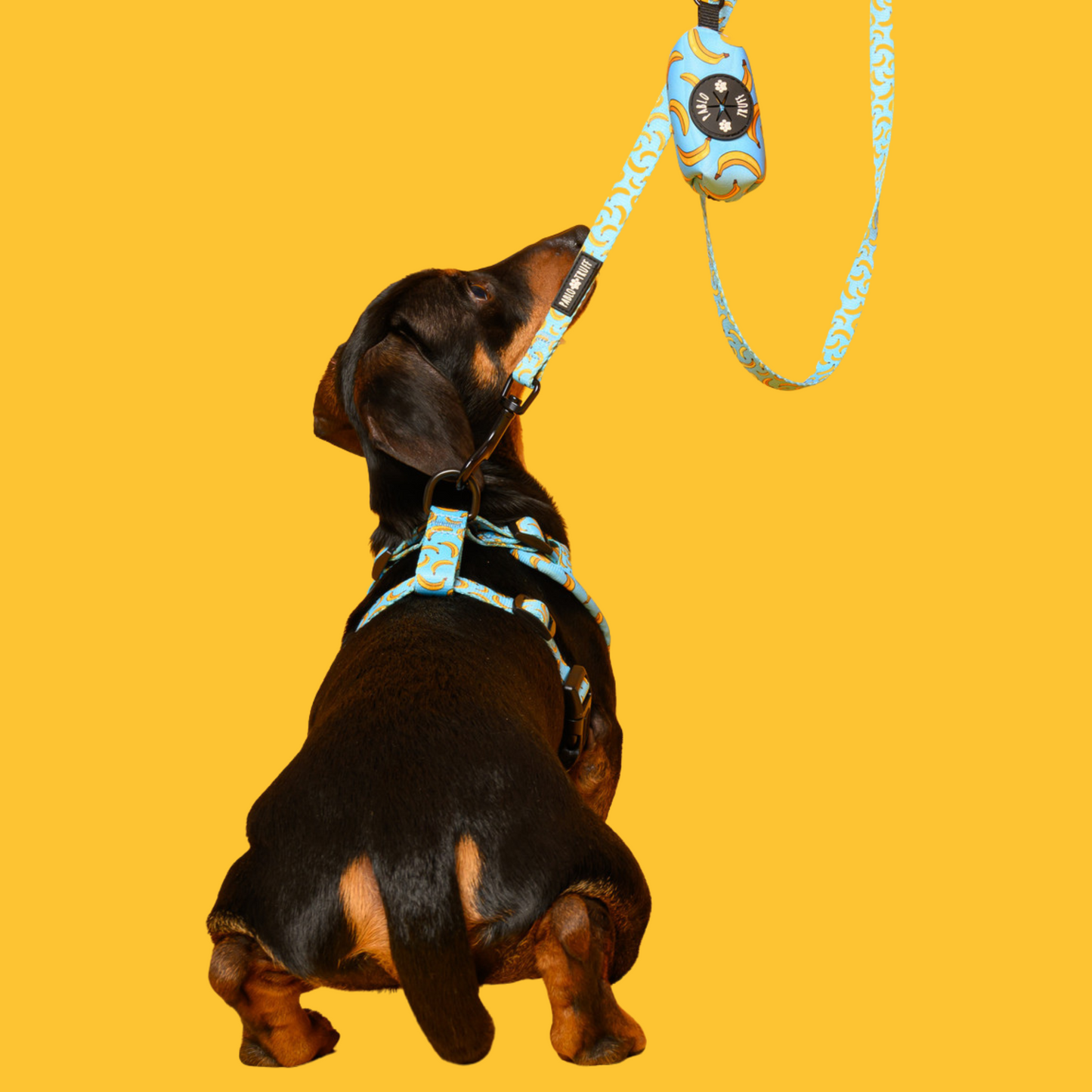 Harnesses