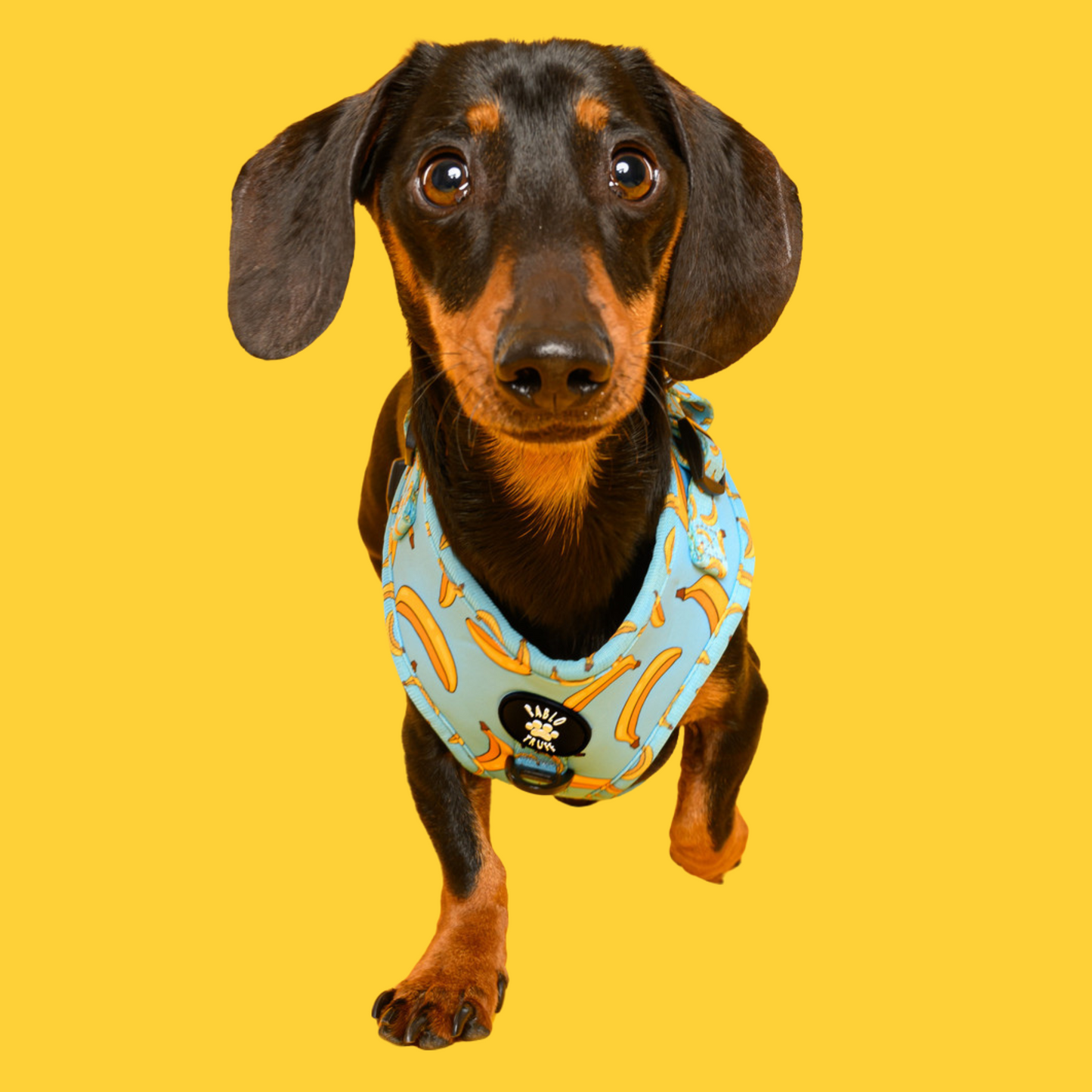 Harnesses