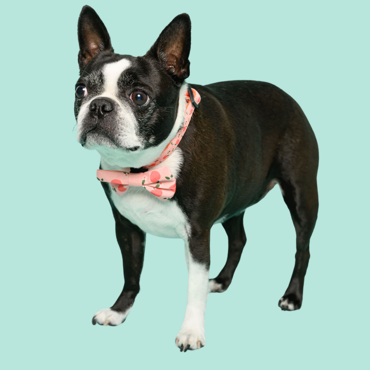 Collars