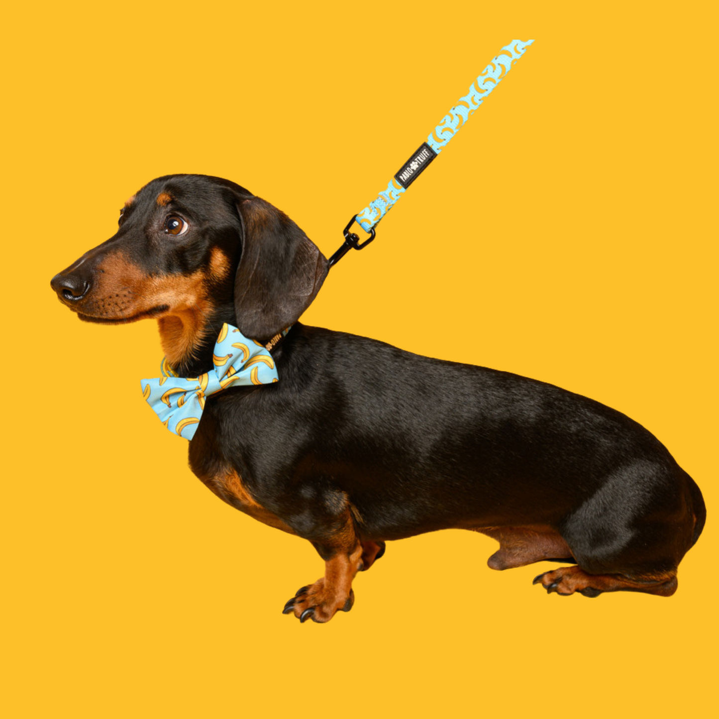 Collars