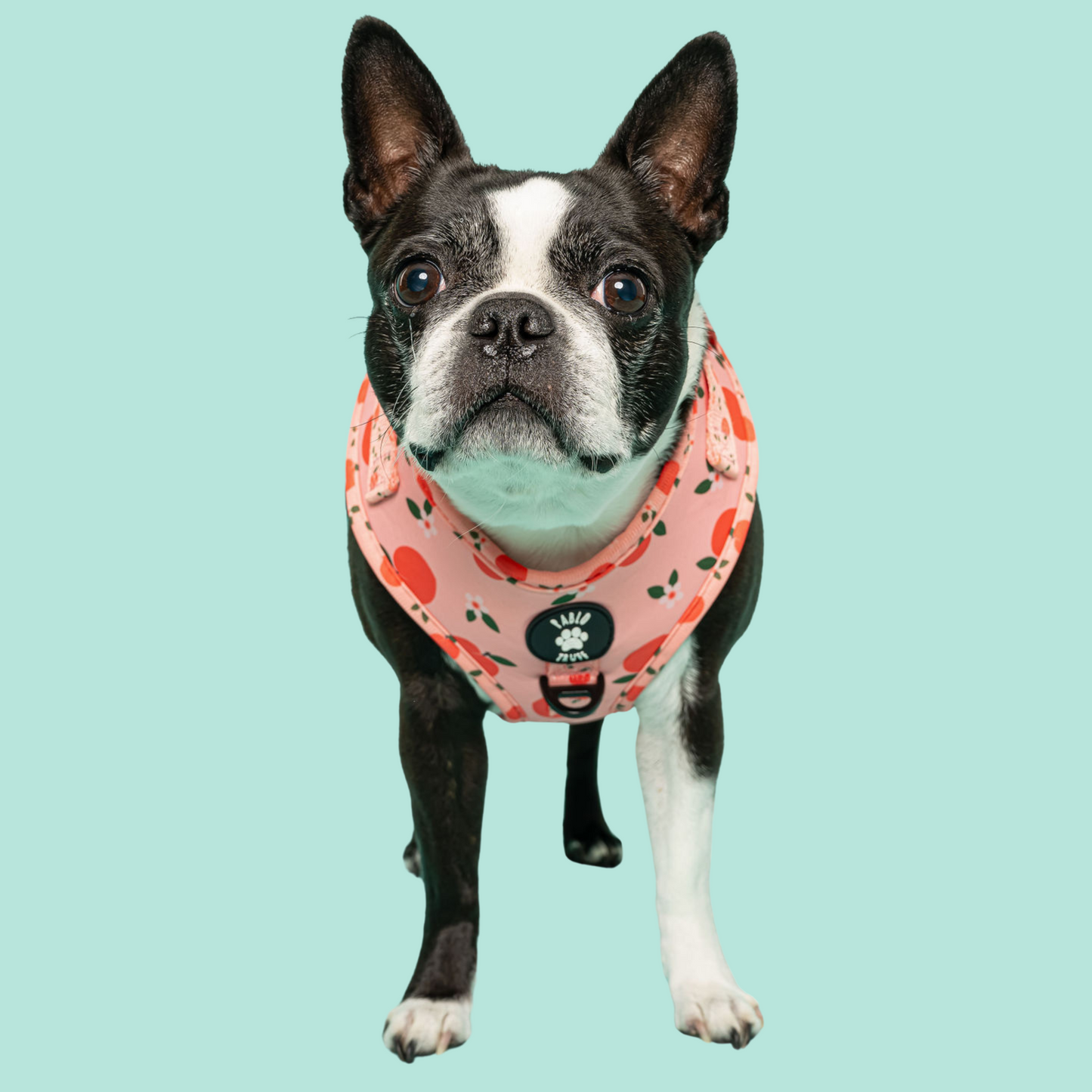 Harnesses