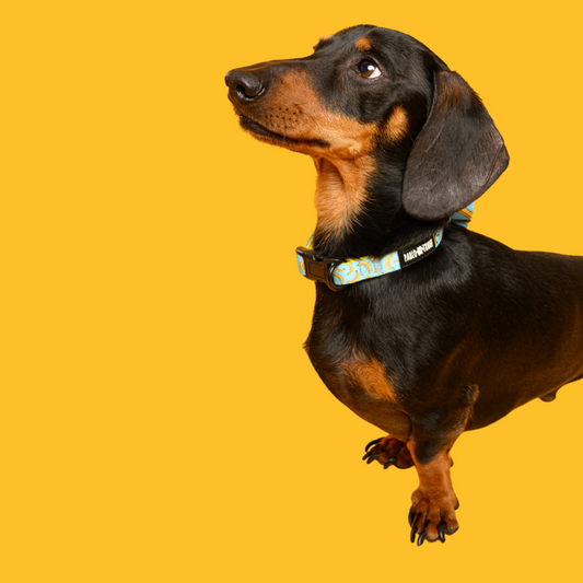 Collars