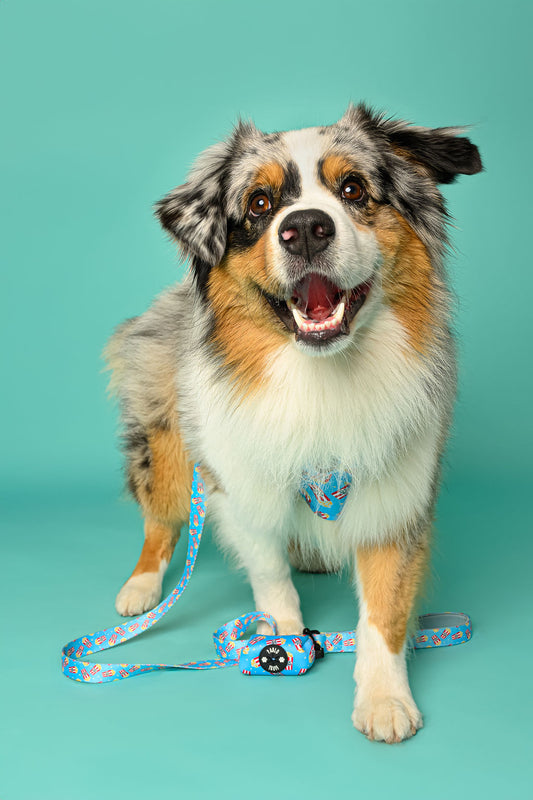 Leashes