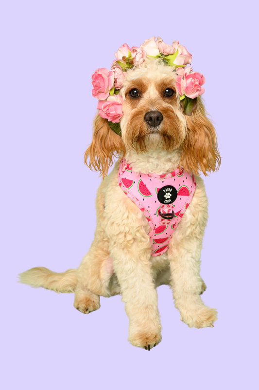 Harnesses