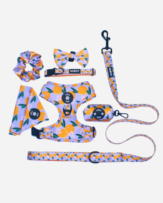 Orange Oasis: The Ultimate Set