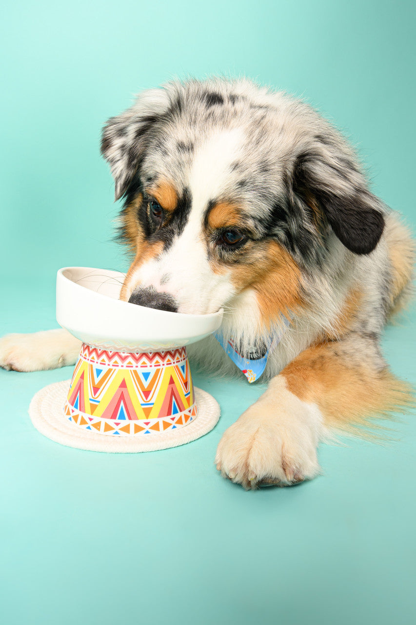 Pet Bowl
