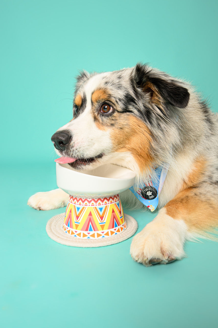Pet Bowl