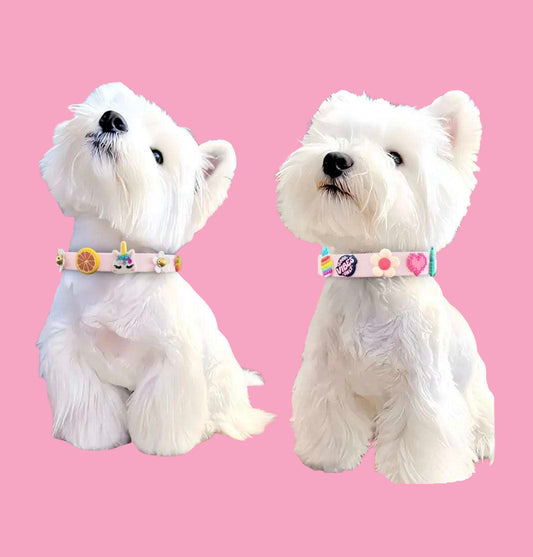 Waterproof Collar with Pawbitz Charms
