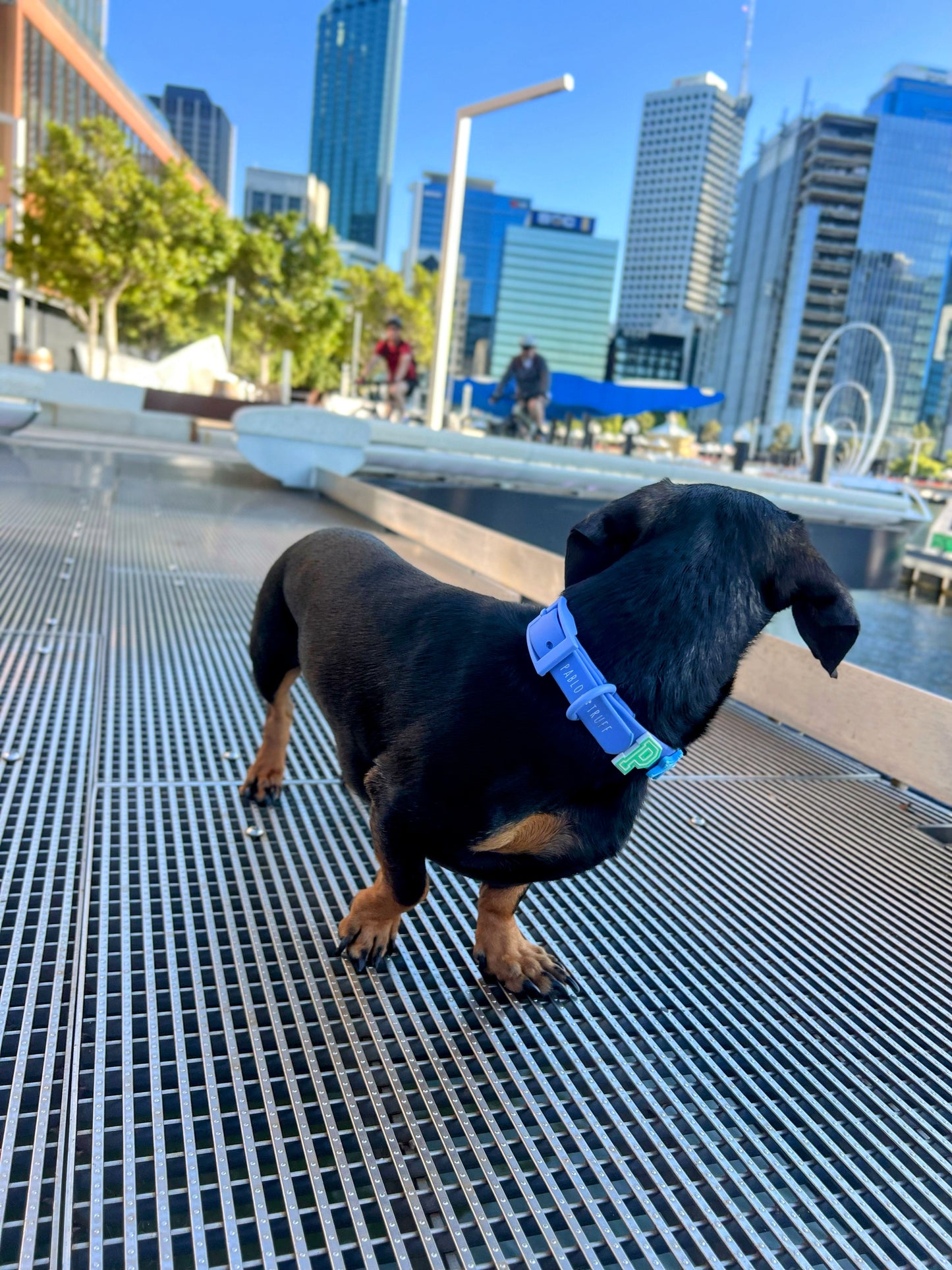 Waterproof Collar with Pawbitz Charms