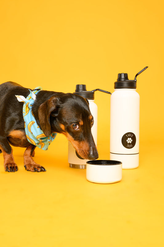 Insulated 2-In-1 Water Bottle
