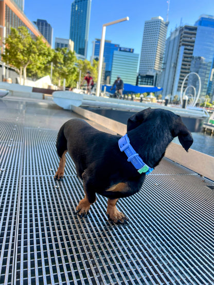 Waterproof Collar with Pawbitz Charms